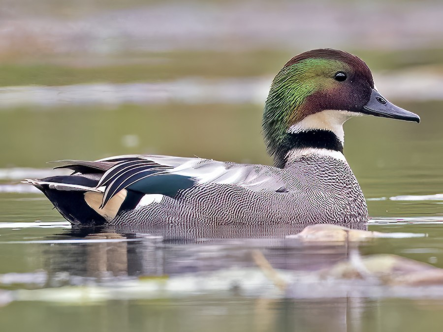 Falcated Duck